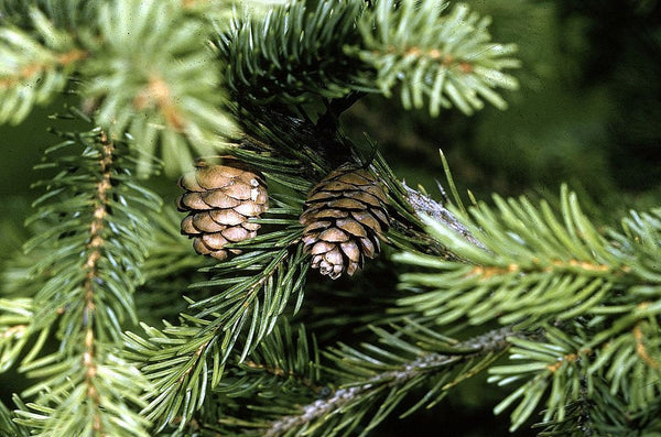 10 Graines de Épinette rouge, épicéa rouge, Picea Rubens