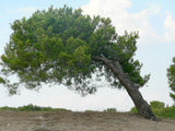 5 Graines de Pin de Calabre, Pinus brutia