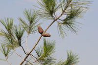 10 Graines de Pin de Calabre, Pinus brutia