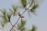 3 Graines de Pin de Calabre, Pinus brutia