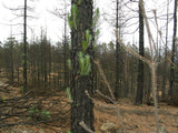 10 Graines de Pin des Canaries, Pinus canariensis