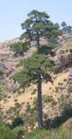 5 Graines de Pin noir d'Autriche, Pinus nigra austriaca