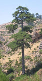 7 Graines de Pin noir d'Autriche, Pinus nigra austriaca