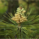 20 Graines de Pin noir d'Autriche, Pinus nigra austriaca