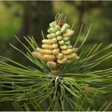 50 Graines de Pin noir d'Autriche, Pinus nigra austriaca