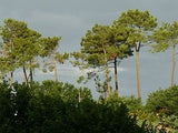 40 Graines de pin maritime, pin des Landes, pin de Bordeaux, pin de Corte, Pinus pinaster