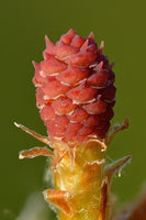 10 Graines de Pin sylvestre, Pinus sylvestris