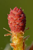 40 Graines de Pin sylvestre, Pinus sylvestris