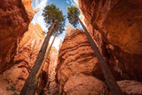 10 Graines de Douglas vert, Sapin de Douglas, Pseudotsuga menziesii