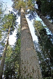 10 Graines de Douglas vert, Sapin de Douglas, Pseudotsuga menziesii