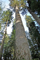 7 Graines de Douglas vert, Sapin de Douglas, Pseudotsuga menziesii