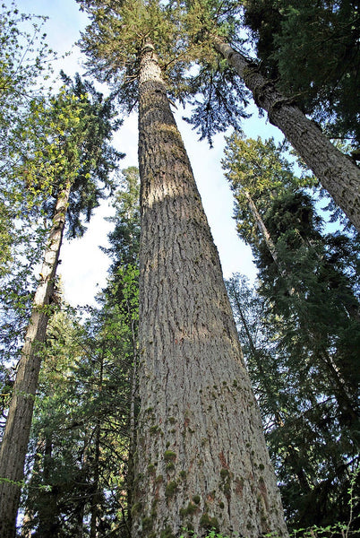 3 Graines de Douglas vert, Sapin de Douglas, Pseudotsuga menziesii