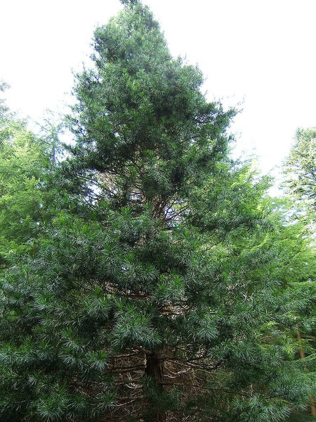 10 Graines de Pin parasol du Japon, Sciadopitys verticillata