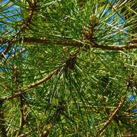 10 Graines de Pin parasol du Japon, Sciadopitys verticillata