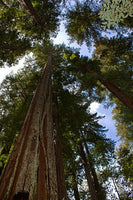 10 Graines de Séquoia à feuilles d'if, Séquoia toujours vert, Séquoia sempervirent, Sequoia sempervirens