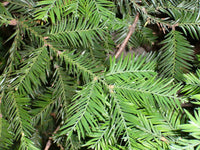 10 Graines de Séquoia à feuilles d'if, Séquoia toujours vert, Séquoia sempervirent, Sequoia sempervirens