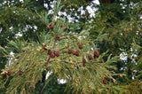 3 Graines de Séquoia à feuilles d'if, Séquoia toujours vert, Séquoia sempervirent, Sequoia sempervirens