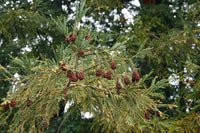 5 Graines de Séquoia à feuilles d'if, Séquoia toujours vert, Séquoia sempervirent, Sequoia sempervirens