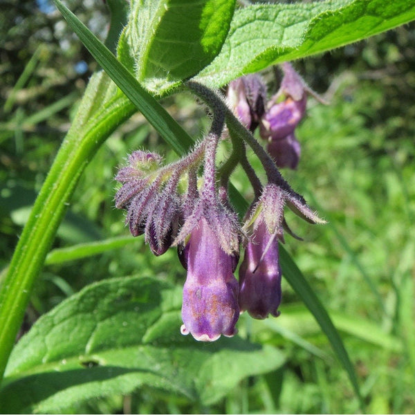 5 Graines de Grande consoude, Oreille d'âne, Langue de vache, Symphytum officinalis