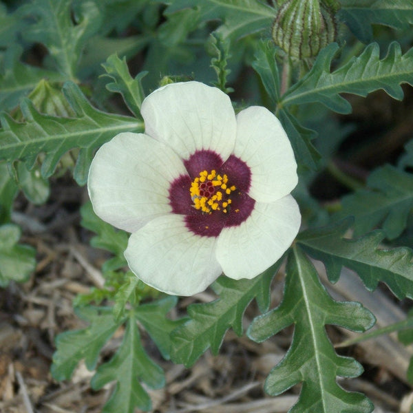 3 Graines de Ketmie d'Afrique, Fleur d'une heure, Hibiscus trionum