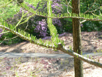 3 Graines de Cyprès des marais, Cyprès des étangs, Taxodium ascendens