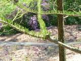 7 Graines de Cyprès des marais, Cyprès des étangs, Taxodium ascendens