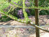 5 Graines de Cyprès des marais, Cyprès des étangs, Taxodium ascendens