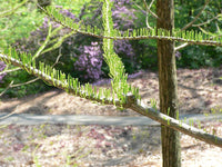 10 Graines de Cyprès des marais, Cyprès des étangs, Taxodium ascendens