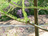 10 Graines de Cyprès des marais, Cyprès des étangs, Taxodium ascendens