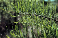 3 Graines de Cyprès des marais, Cyprès des étangs, Taxodium ascendens