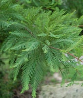 7 Graines de Cyprès chauve, Cyprès de Louisiane, Taxodium distichum