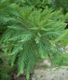 10 Graines de Cyprès chauve, Cyprès de Louisiane, Taxodium distichum