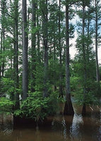 20 Graines de Cyprès chauve, Cyprès de Louisiane, Taxodium distichum