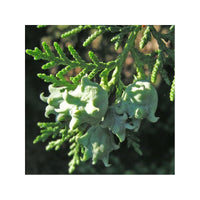 10 Graines de Thuya d'Orient, Thuja orientalis