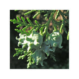 5 Graines de Thuya d'Orient, Thuja orientalis