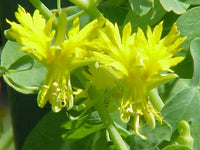 3 Graines de Capucines des Canaries, Tropaeolum peregrinum