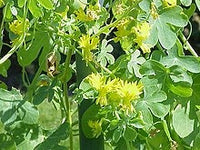 5 Graines de Capucines des Canaries, Tropaeolum peregrinum