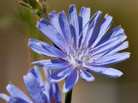 20 Graines de Chicorée sauvage, Chicorée amère, Chicorée commune, Chicorée intybe, Cichorium Intybus