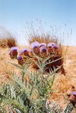 10 Graines de Cardon, Cynara Cardunculus