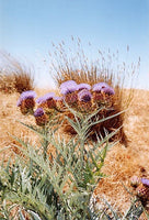 20 Graines de Cardon, Cynara Cardunculus