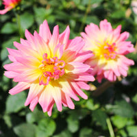 10 Graines de Dahlia Nain, Dahlia Variabilis Unwins Hybrids