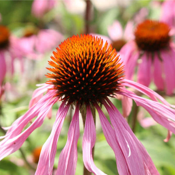 20 Graines de Echinacea Pallida, Echinacée Pâle