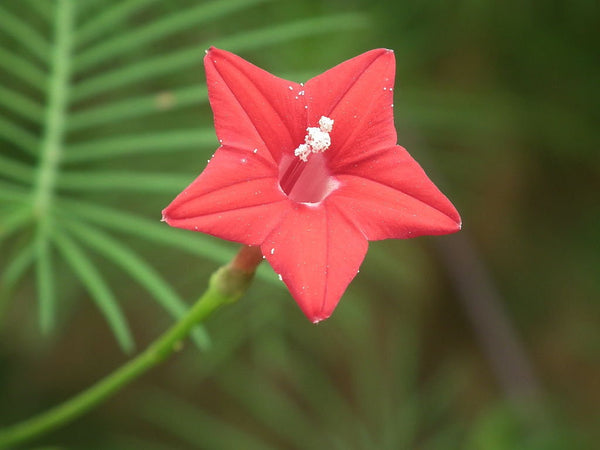 7 Graines de Ipomée Rouge, Ipomoea Quamoclit