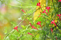 3 Graines de Ipomée Rouge, Ipomoea Quamoclit