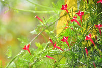 10 Graines de Ipomée Rouge, Ipomoea Quamoclit