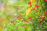 7 Graines de Ipomée Rouge, Ipomoea Quamoclit