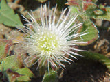 20 Graines de ficoïde glaciale, Mesembryanthemum crystallinum