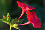 20 Graines de Belle de nuit, Mirabilis jalapa