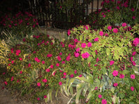 20 Graines de Belle de nuit, Mirabilis jalapa