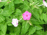 10 Graines de Belle de nuit, Mirabilis jalapa